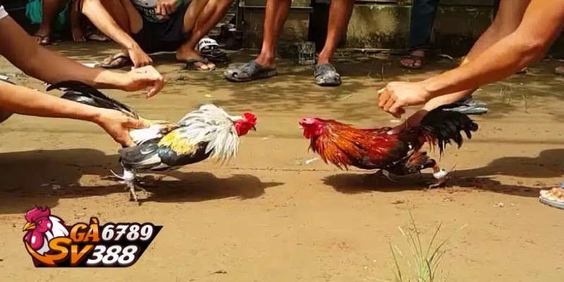 Trang Chủ 26 ga6789 cac tran dau truc tiep